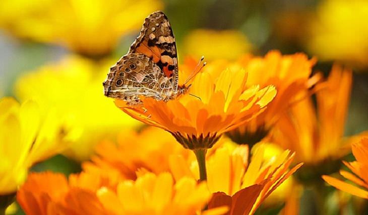 aromatic flowers