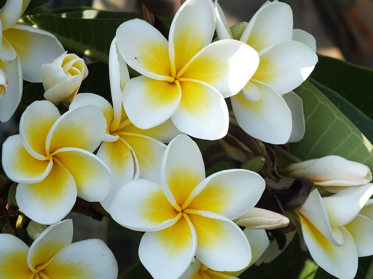 aromatic flowers