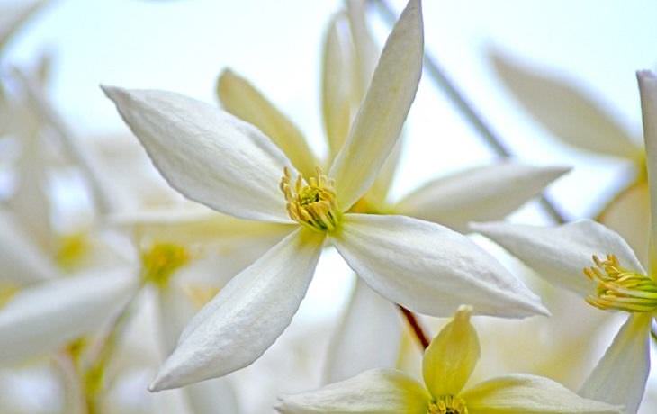 aromatic flowers