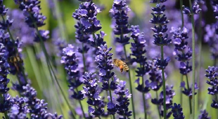 aromatic flowers