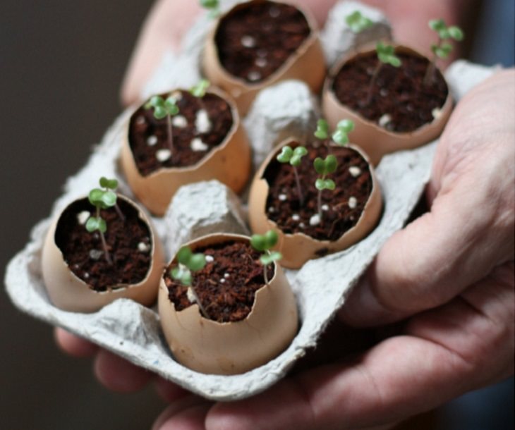 How Eggshells Can Benefit Your Garden