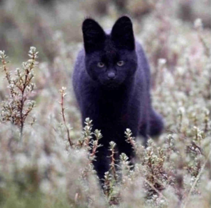 The majestic Blue Jaguar  Melanistic animals, Animals, Animals