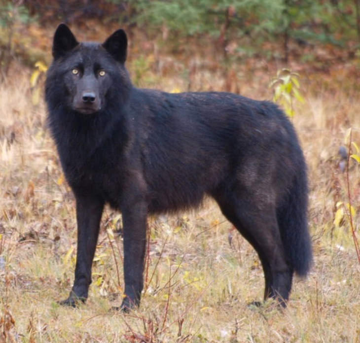 melanistic dog