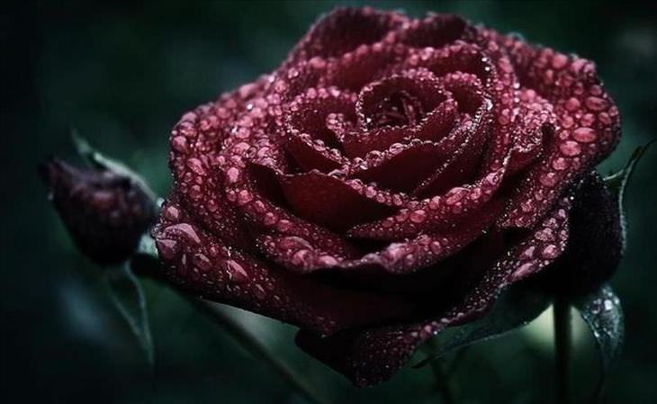 rose meaning