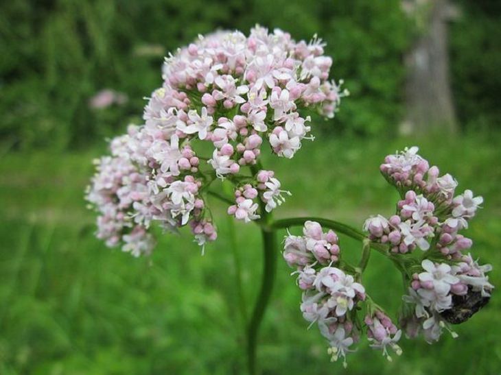 Improve Your Sleep by Adding These Plants to Your Bedroom