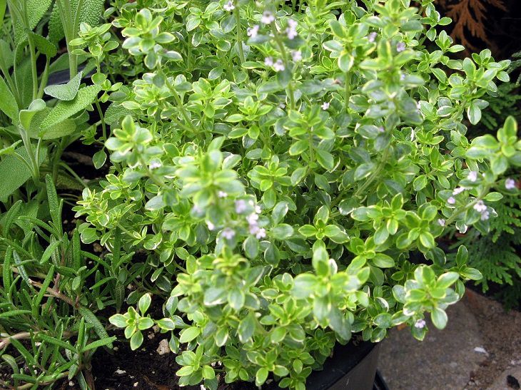 creeping lemon thyme ground cover