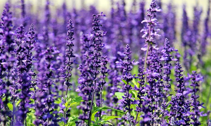 9 Plants That'll Keep Mosquitoes Away