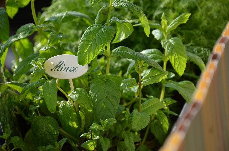 9 Plants That'll Keep Mosquitoes Away