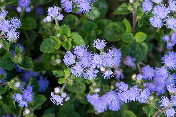9 Plants That'll Keep Mosquitoes Away