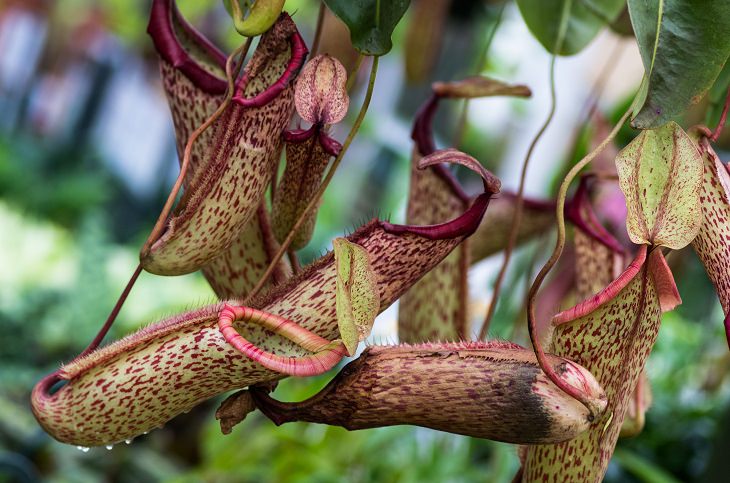 9 Plants That'll Keep Mosquitoes Away