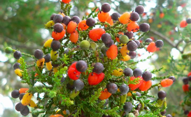 This Tree Bears 40 Different Kinds of Fruit