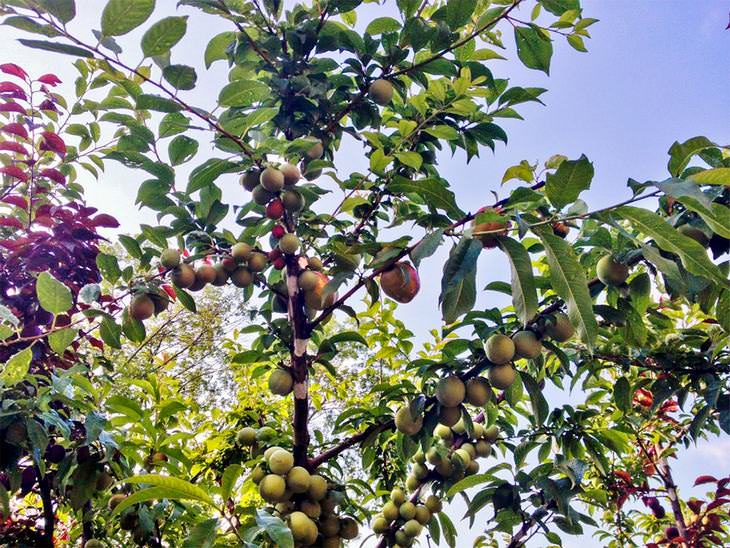 This Tree Bears 40 Different Kinds of Fruit