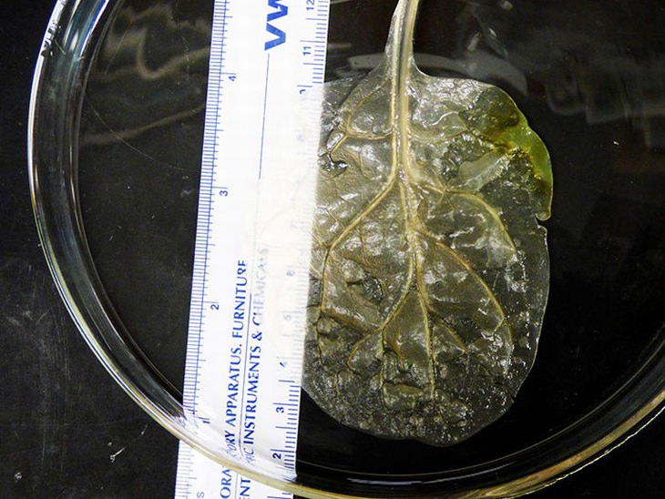 spinach-heart-tissue