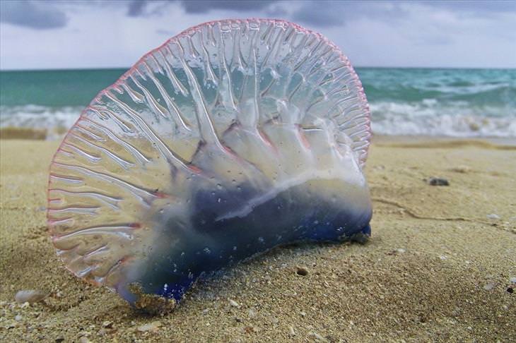 Most dangerous animals: Jellyfish
