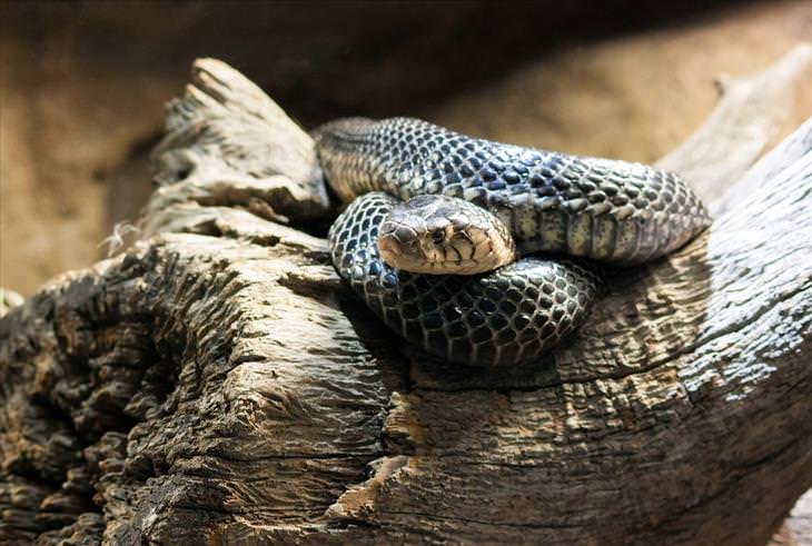 Most dangerous animals: Snake