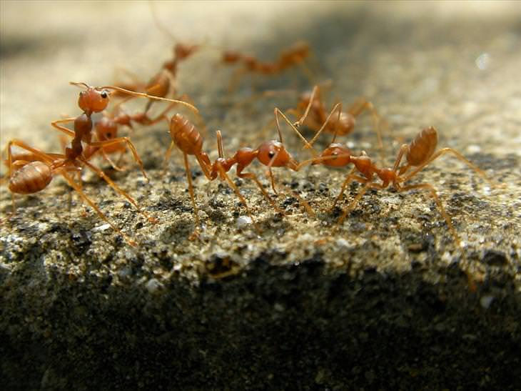 Most dangerous animals: Ants