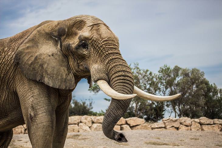 Most dangerous animals: Elephant