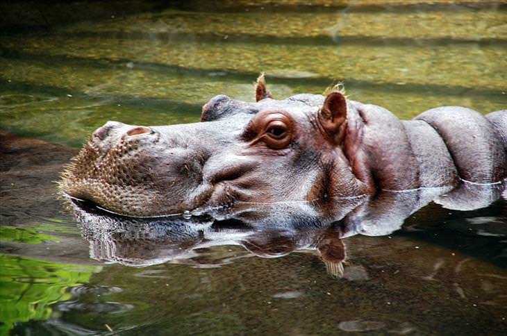 Most dangerous animals: Hippos