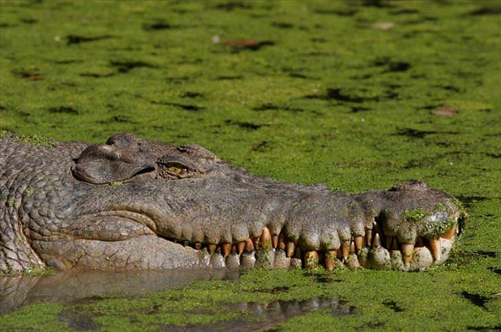 Most dangerous animals: Crocodile
