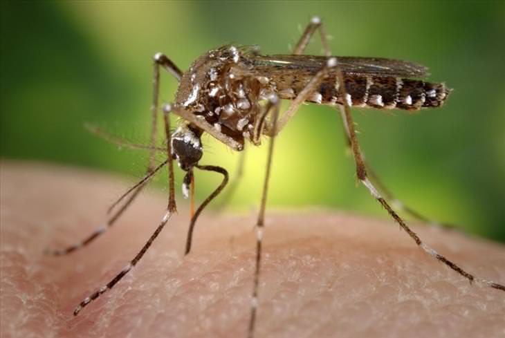 Most dangerous animals: Mosquito