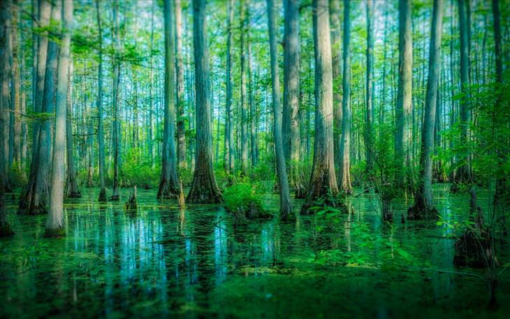 10 Spectacular Forests From Around the World