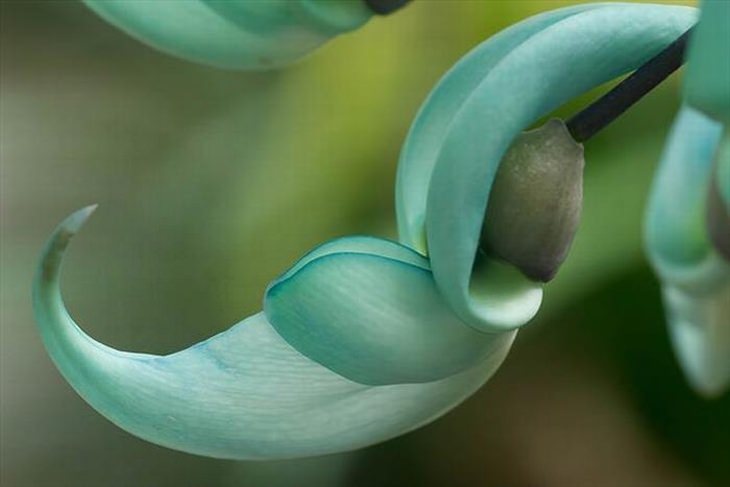 Stunning rare flowers: Jade vine