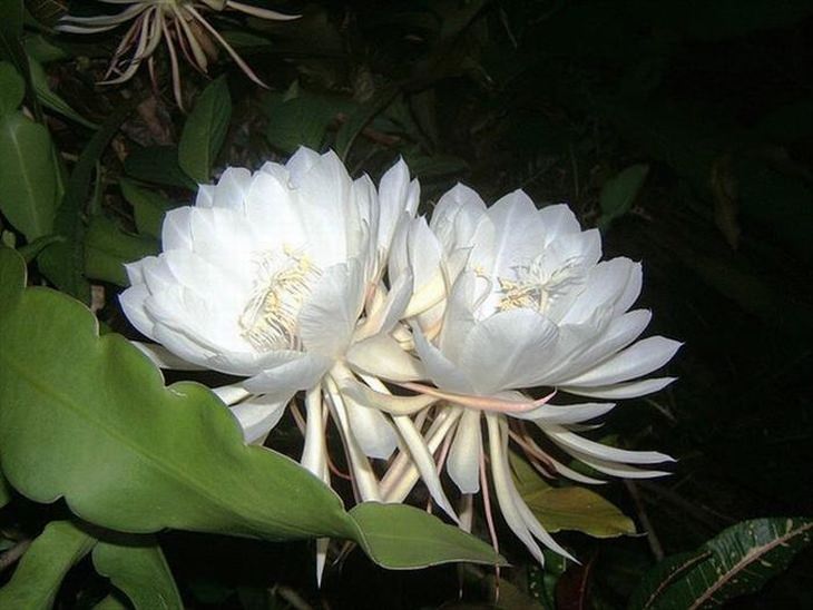 Stunning rare flowers: Kadapul flowers