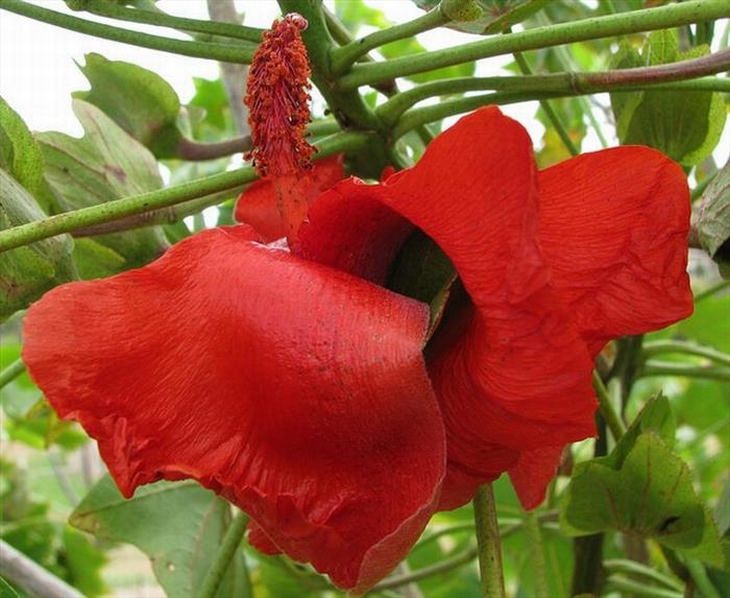 Beautiful rare flowers: Kokia Cookei
