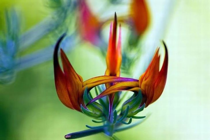 Stunning rare flowers: Parrot's Beak