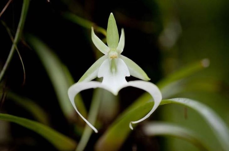 Stunning rare flowers: Ghost orchid