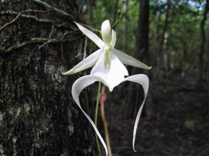 Stunning rare flowers: Ghost Orchid