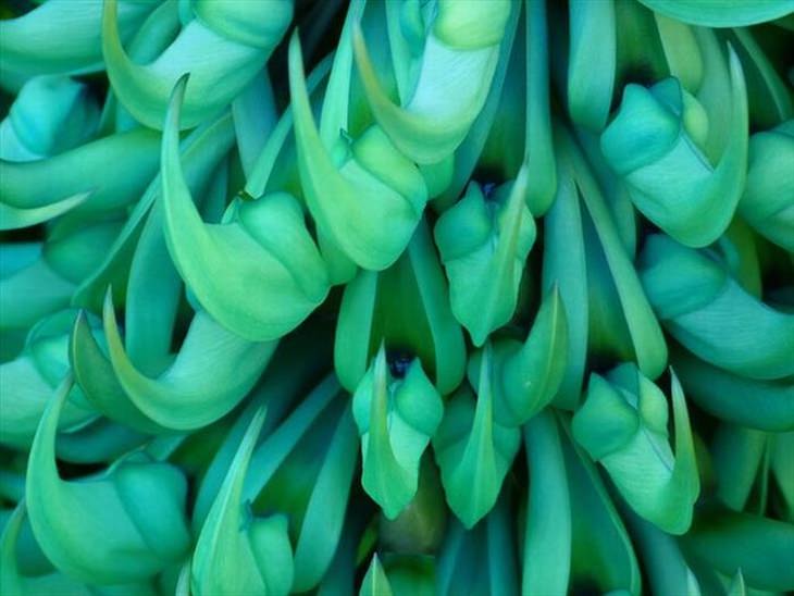 Stunning rare flowers: Jade vines