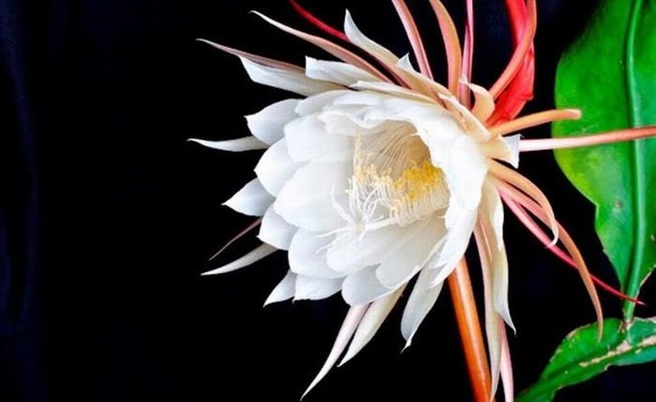 Stunning rare flowers: Kadapul flower