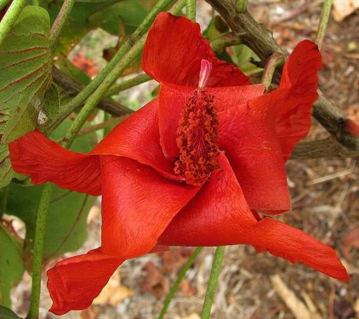 Stunning rare flowers: Kokia Cookei