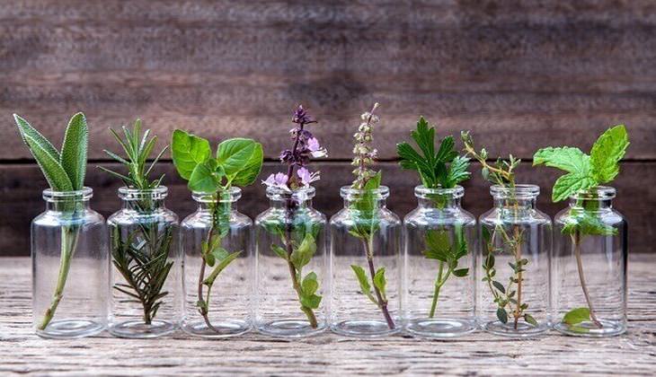 grow herbs in water
