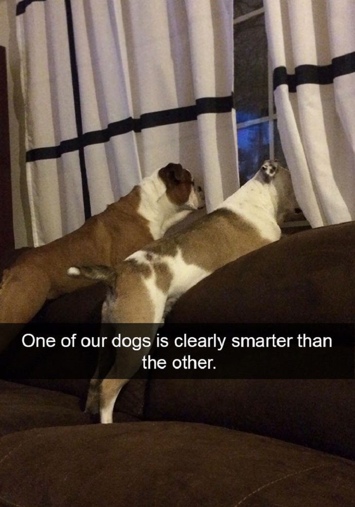 Funny and Cute Dog Snapchat Photos