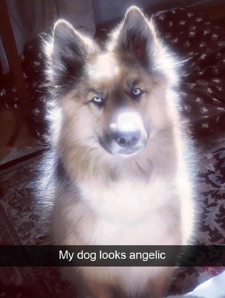 Funny and Cute Dog Snapchat Photos