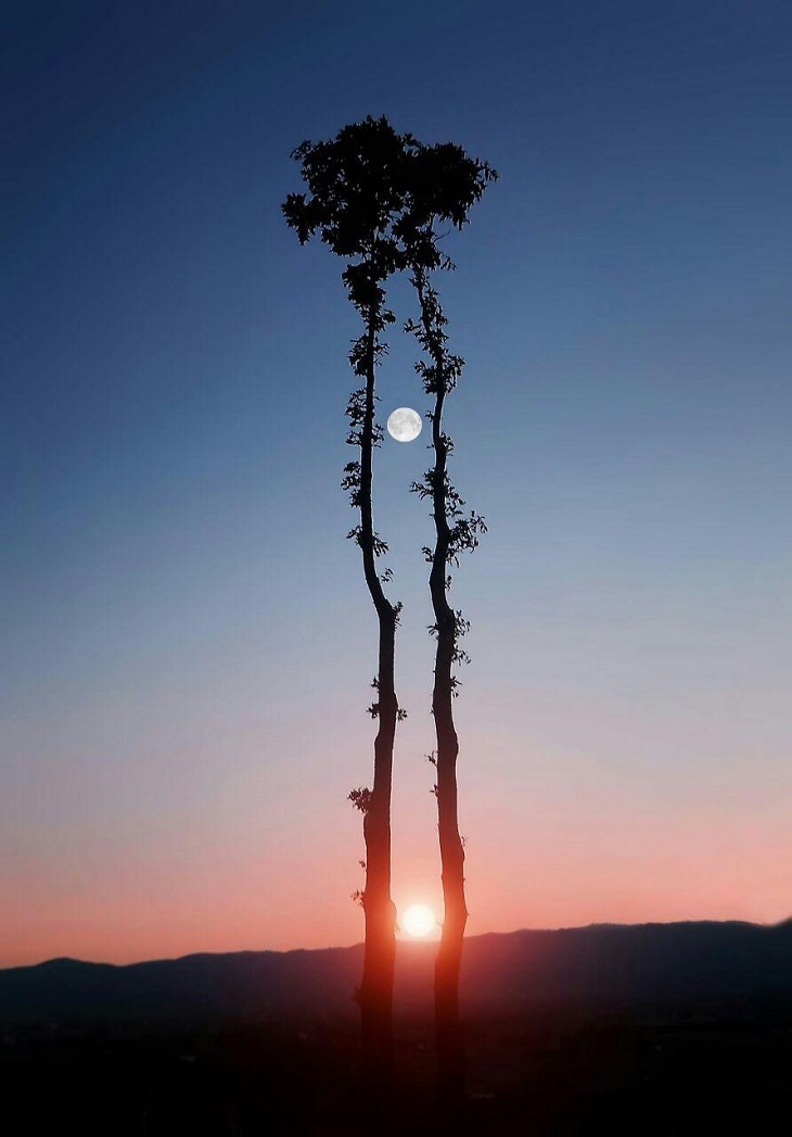 photo of the day, tree, moon, sun
