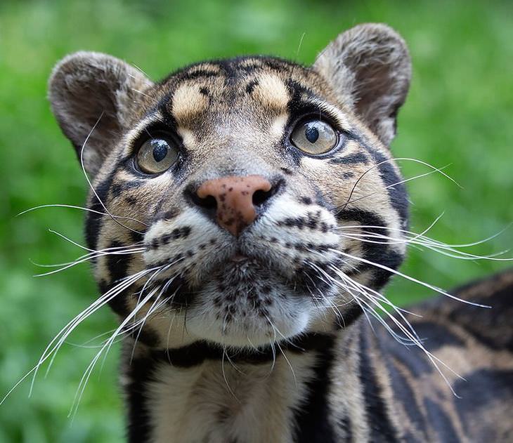 Leopard  Animals wild, Beautiful cats, Animals