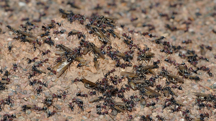 ants-reup