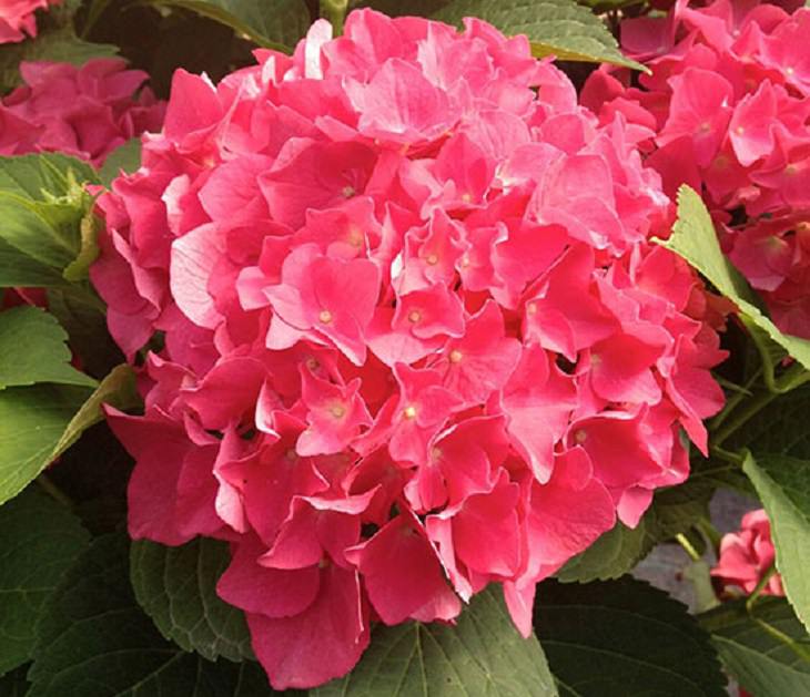 7 Stunning Flowers for Your Garden