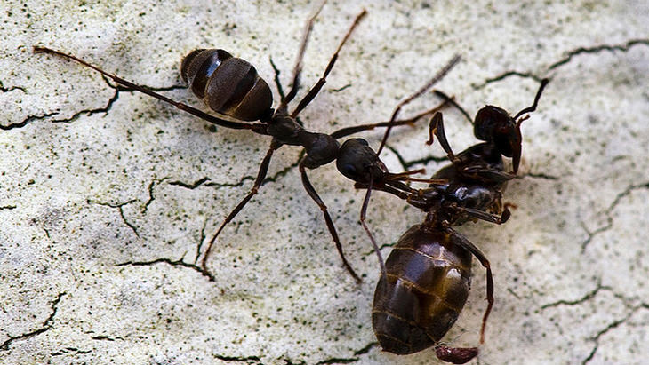 ants-reup