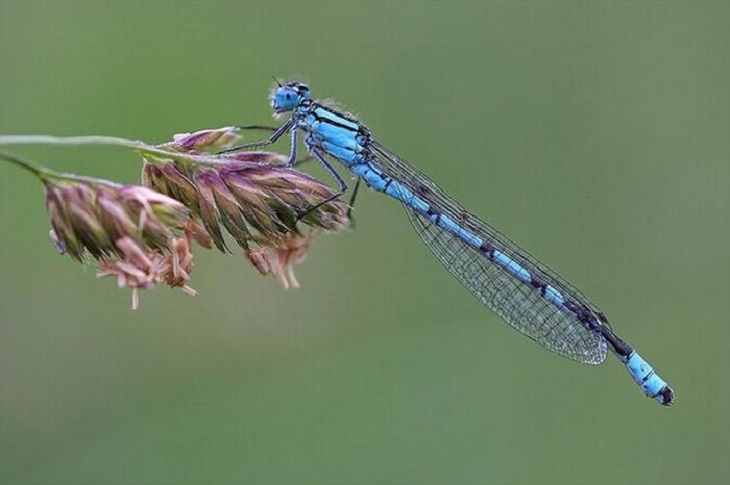 Nature is beautiful when its blue: common blue damselfly