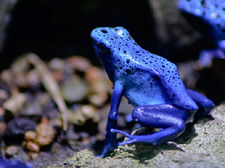 Nature is beautiful when its blue: blue poison dart frog