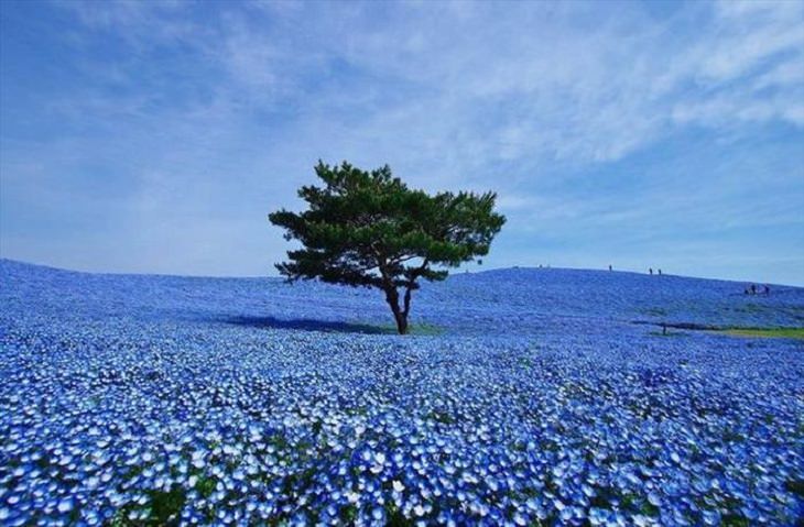 Nature is beautiful when its blue: nemophila