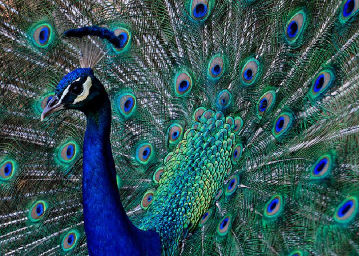 Nature is beautiful when its blue: peacock