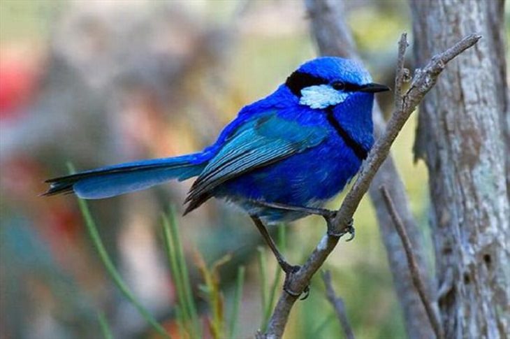 Nature is beautiful when its blue: splendid fairywren