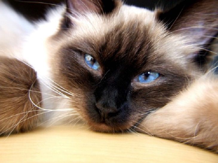 Nature is beautiful when its blue: blue eyed cat