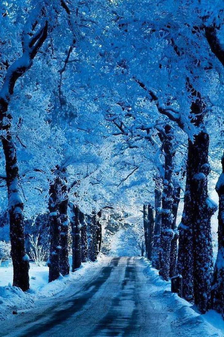 Nature is beautiful when its blue: blue forest