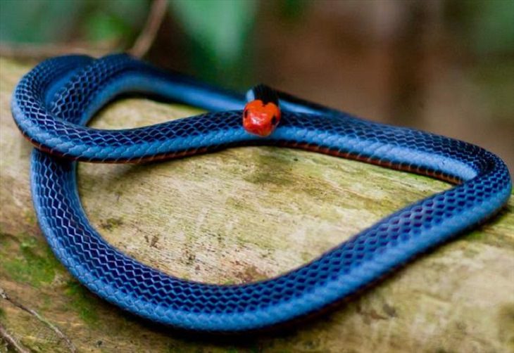 Nature is beautiful when its blue: blue malayan coral snake